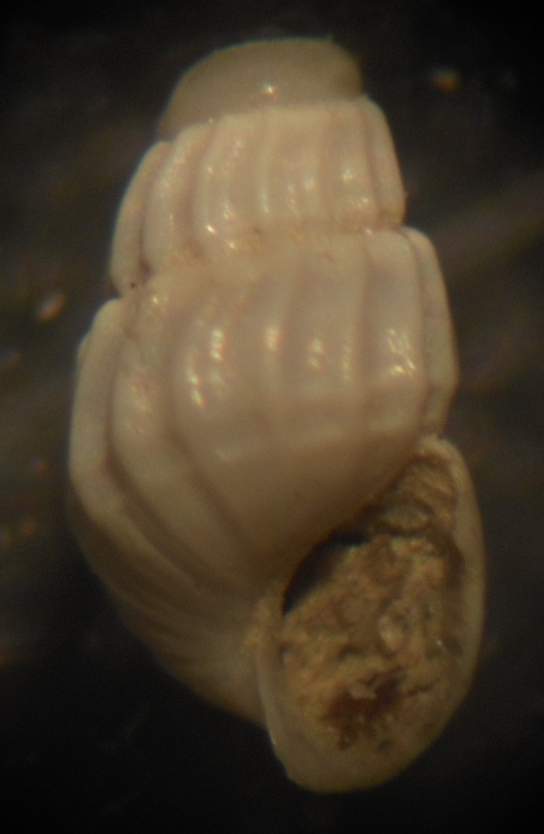 Parthenina flexuosa?